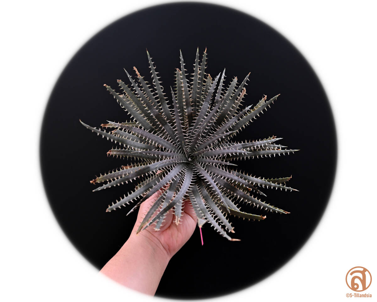 S-Dyckia -ディッキア-16-★★★★★delicata type form " Brazil Constantino clone"★★★★★