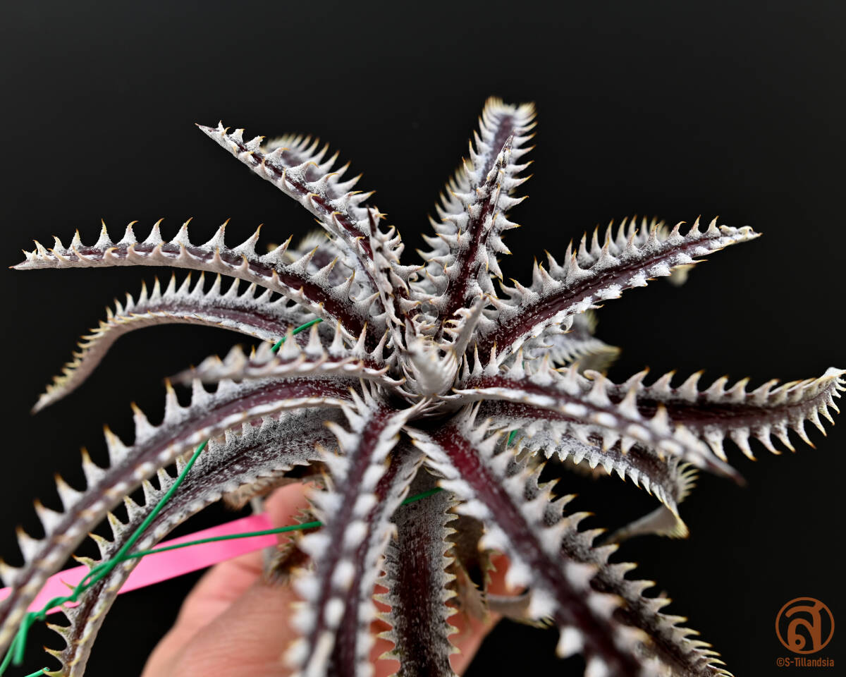 S-Dyckia -ti Kia -2-Half 21 F1