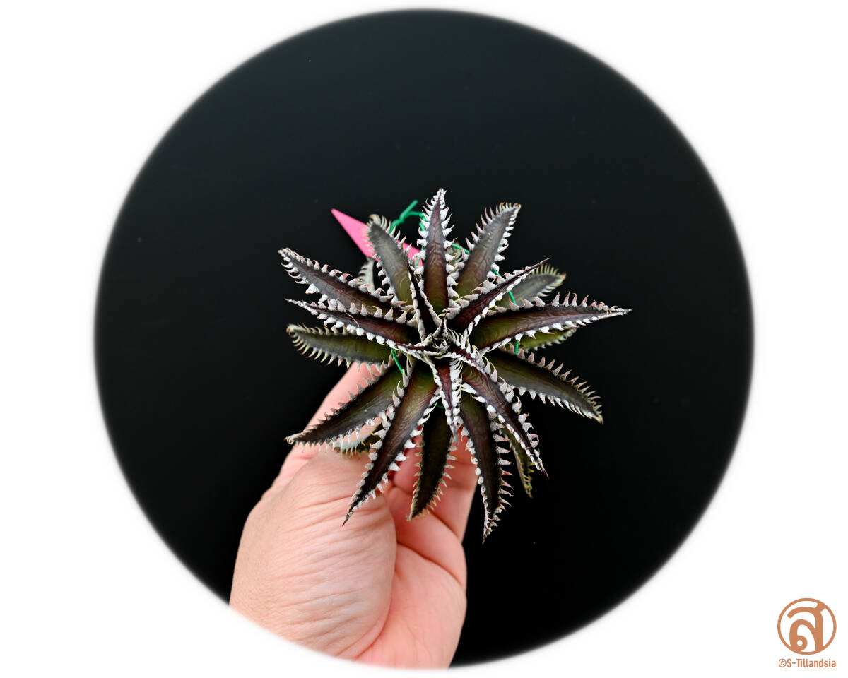 S-Dyckia -ディッキア-12-Southern Star x Red Lotusの画像1