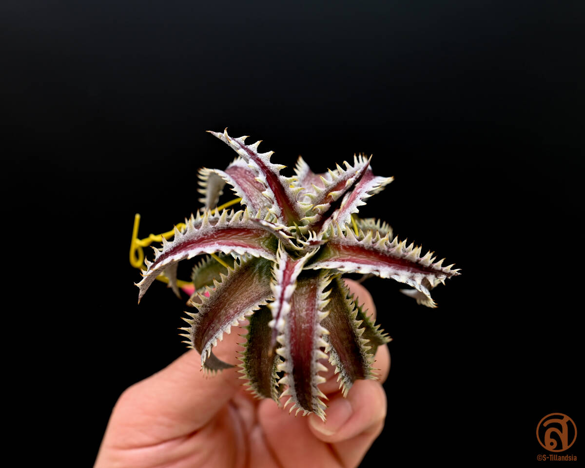 -S-Dyckia -ti Kia -8-Squid boy x Marathon &#34;mini form&#34;