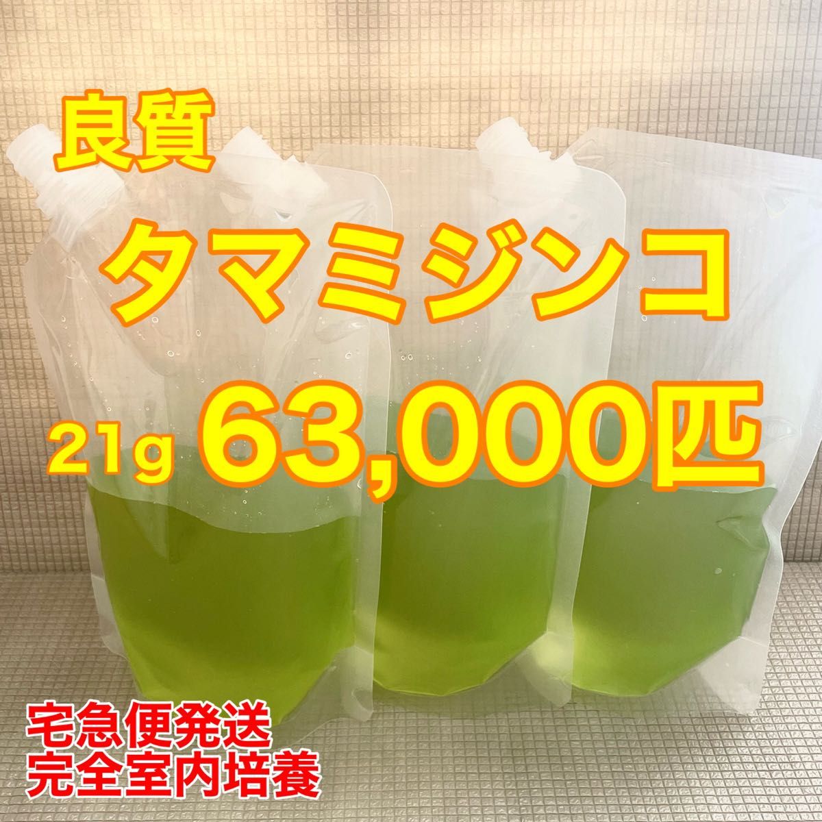 送料無料　良質　タマミジンコ　63,000匹　生き餌　加温メダカ　金魚　らんちゅう　産卵促進　色揚げに　栄養満点　育成スピードUP