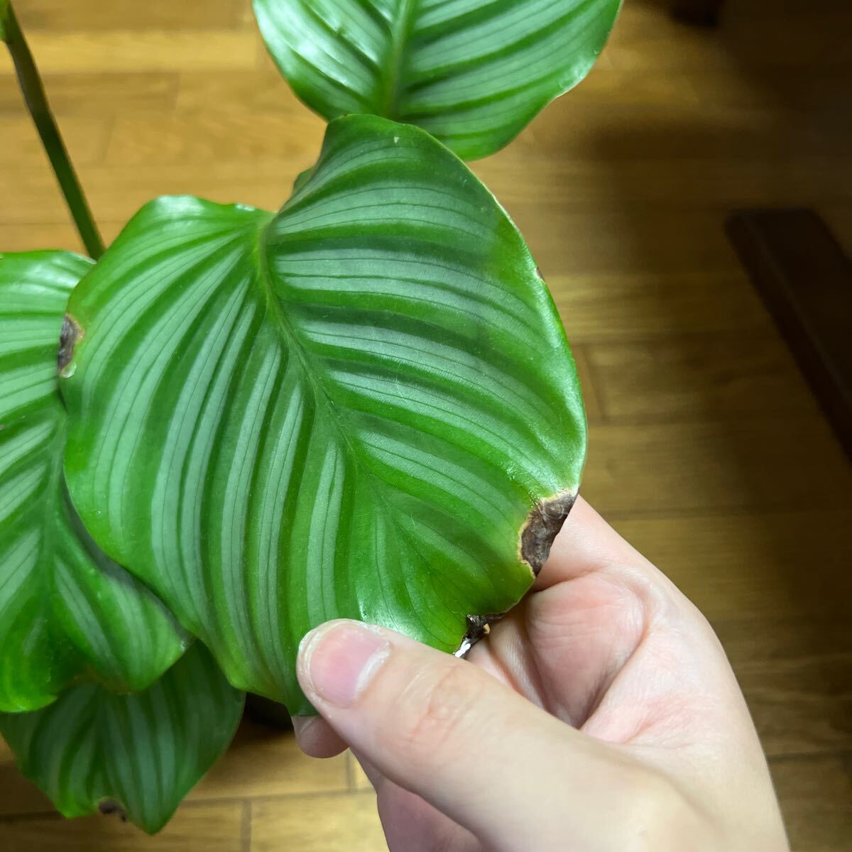 カラテア Calathea オルビフォリア orbifolia バンクスコレクション鉢 ベストソイルミックス_画像2