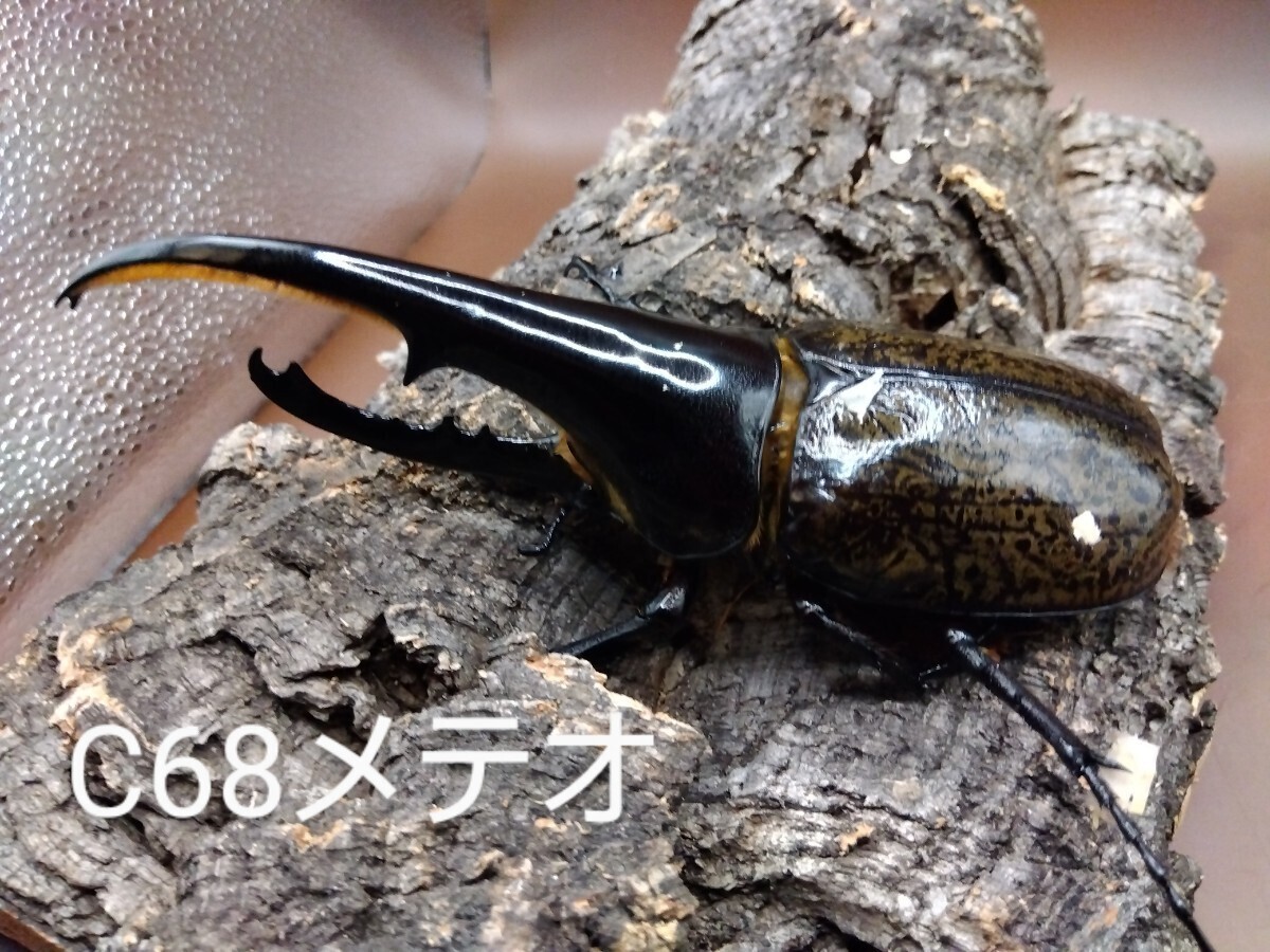 【百鬼丸】極短極太系ヘラ幼虫とアクリル飼育ケースのセット_親♂　参考写真です