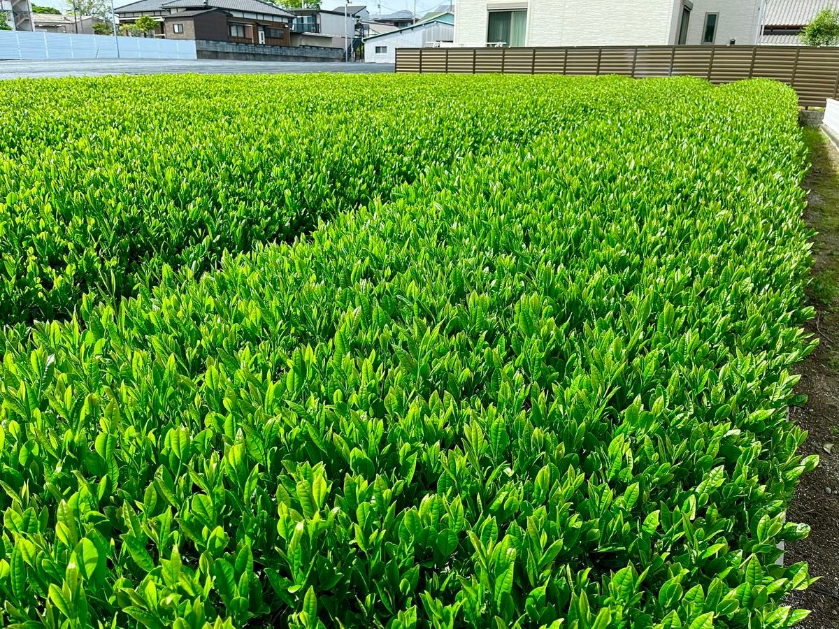 深蒸し茶１００ｇ×６袋　深むし茶　カテキン 緑茶 美味しいお茶 Green tea！ 静岡県産 新茶