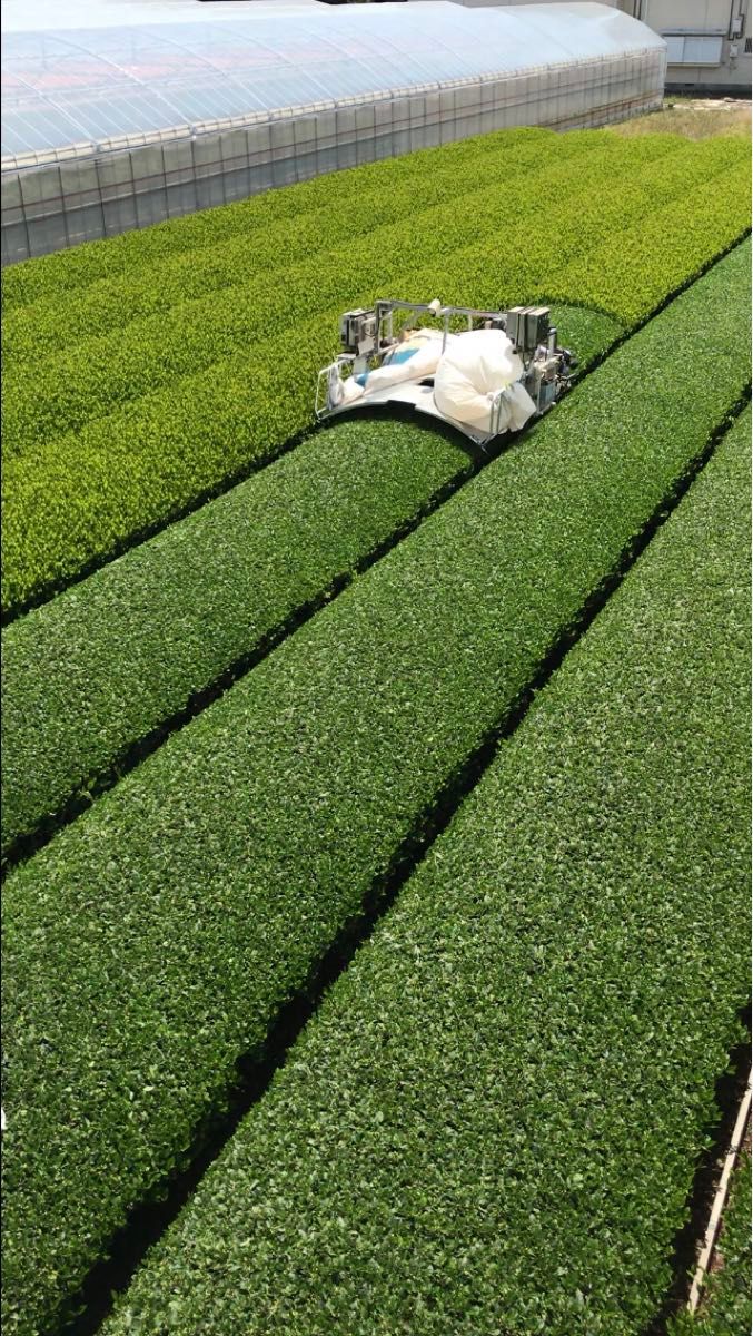2024年産 品種つゆひかり　かぶせ茶　粉茶 静岡県産 ２００g×３袋　カテキン 深蒸し茶　緑茶　 Green tea 