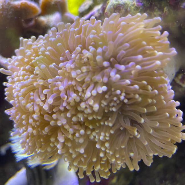  желтый head фонарь коралл tsutsu maru - na коралл (Euphyllia yaeyamaensis)