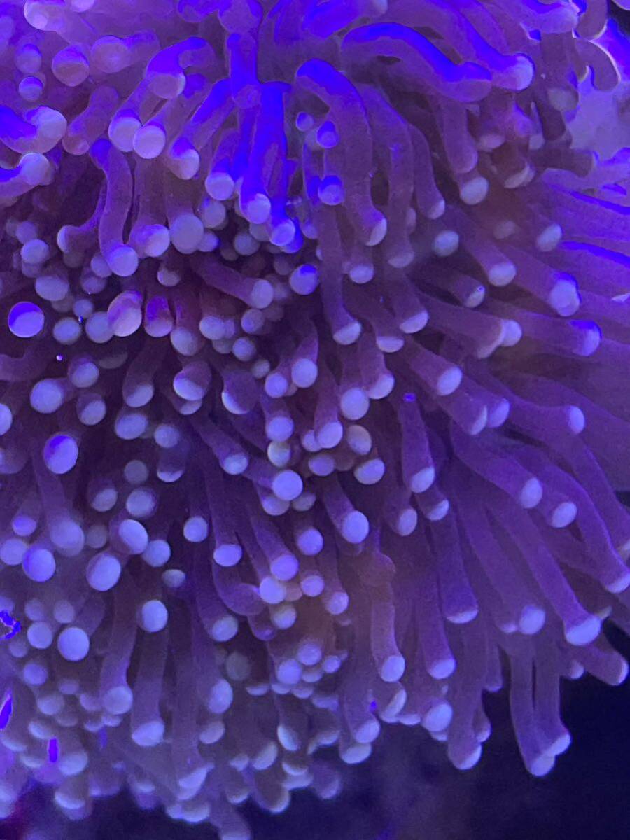  желтый head фонарь коралл tsutsu maru - na коралл (Euphyllia yaeyamaensis)