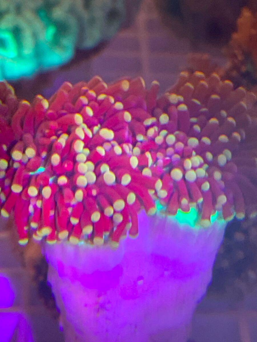 [ коралл ] желтый head фонарь коралл tsutsu maru - na коралл (Euphyllia yaeyamaensis)4