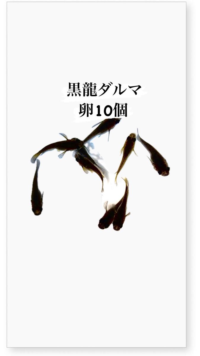 オロチ系　黒龍ダルマめだか　卵10個