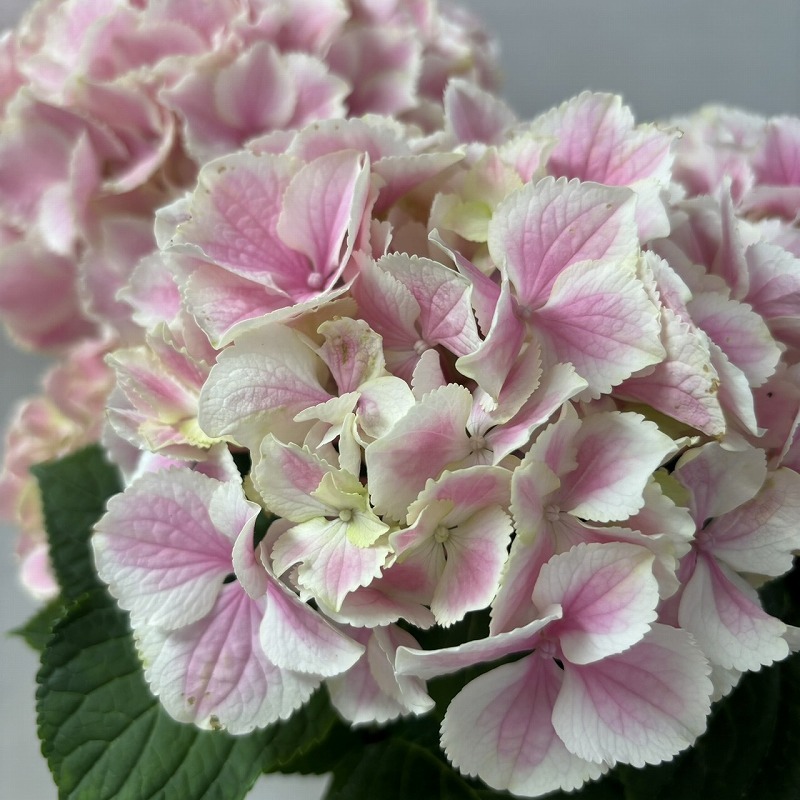 ●アジサイ●　太陽神　あじさい　紫陽花　5号鉢　鉢植えアジサイ_画像3