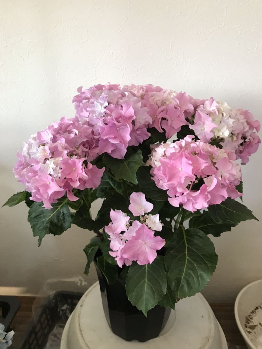 * hydrangea k Lazy ton sia pink frill .. gorgeous .5 number size *