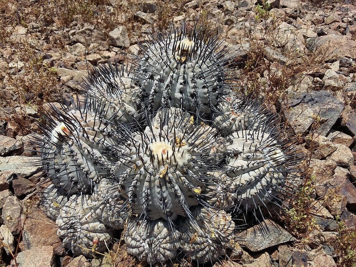 【新着激レア！】黒王丸 本物カミーノモンペラレス産！ 種子５粒 説明書付き！ COPIAPOA CINEREA（JN2481）　θ **ц**　п　④_画像3