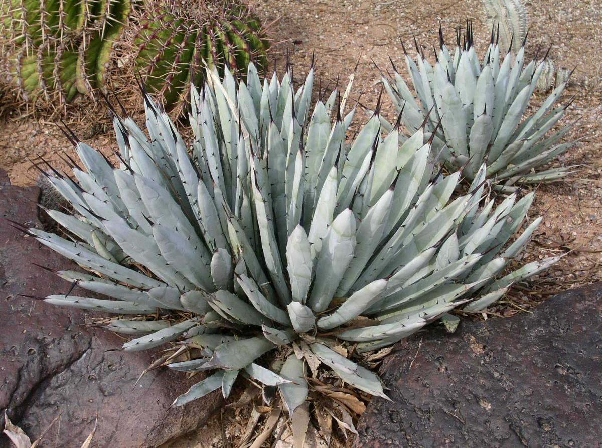 【魅惑の棘！強烈！ブラック スパイン！】 アガベ マクロアカンサ Agave macroacantha 種子10粒 ③　 θ **ц**_画像2