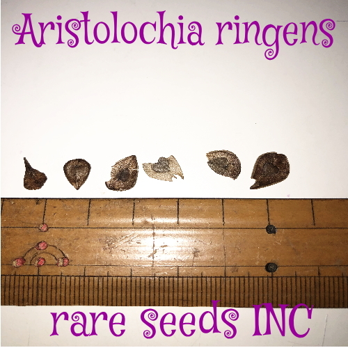 ■奇抜！ペリカンを彷彿とさせる捕虫植物 アリストロキア リンゲンス 今季種子10粒　Aristolochia ringens　γ **ц** ⑩_種子外周の割れ欠けは問題ございません＾＾