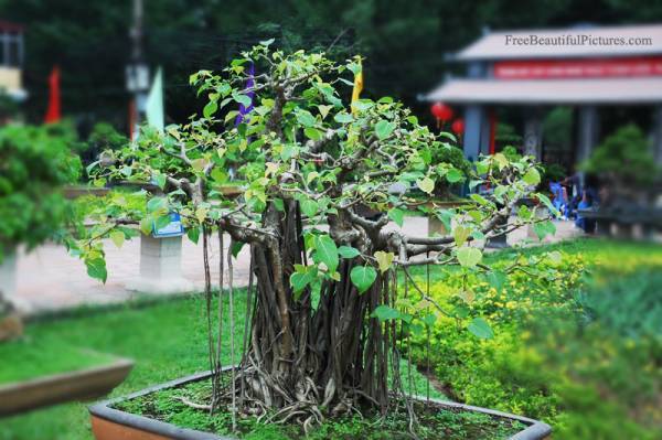 ■ブッダ悟りの菩提樹！！■インド菩提樹 Ficus religiosa 種子１００粒以上 ■ 盆栽に！　ш **ц**　⑮_画像1