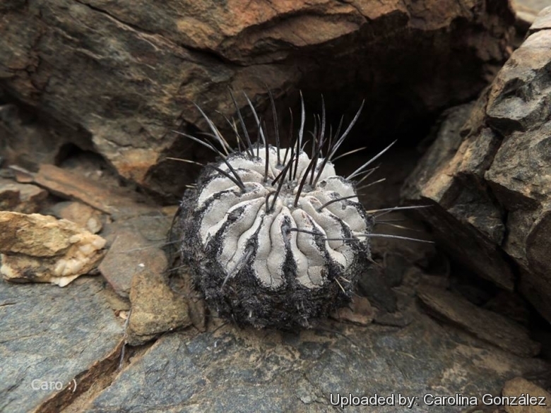 ■新着！激レア！北カリサルバホ産！黒士冠 種子 5粒　Copiapoa cinerea v. dealbata (silver body form) θ **ц** п 黒閃玉 黒王丸 ④ _画像5