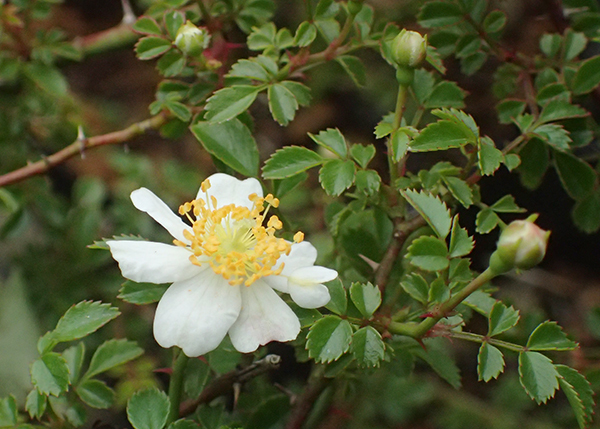 山陽バラ◆薔薇●山野草・盆栽添草●_①参考画像