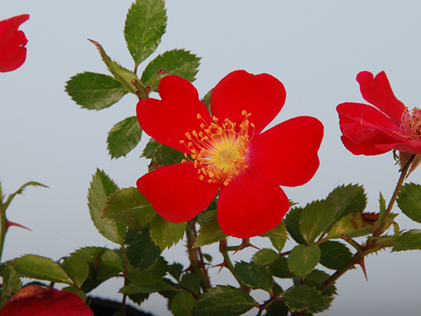 ノバラ赤ずきん◆野薔薇●山野草・盆栽添草●_①参考画像