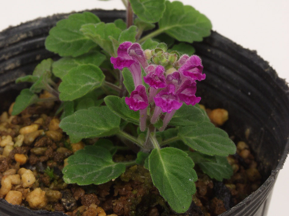 a hippopotamus natatsu Nami saw * red flower ...* fields and mountains grass * bonsai ..*