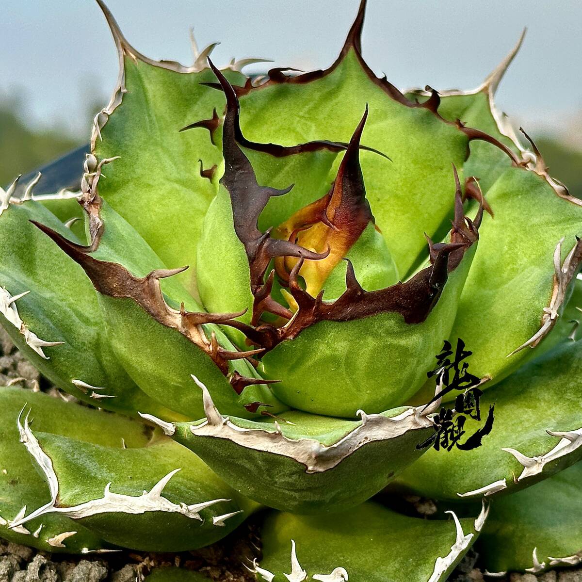 【龍園觀】①No.354 特選 アガベ 多肉植物 チタノタ 芒刺 強棘 極上株 激レア！ 限定株の画像1