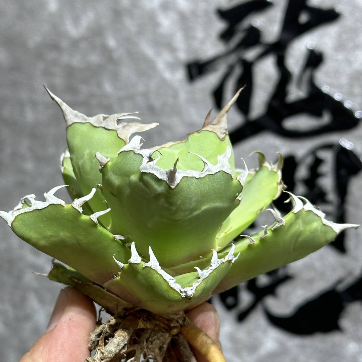 【龍園觀】①No.399 特選 アガベ 多肉植物 チタノタ 蟹 カニ 強棘 極上株_画像3