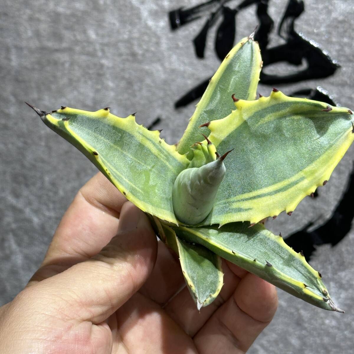 【龍園觀】①No.3131 特選 アガベ 多肉植物 フェロックス 黄覆輪 極上株 激レア！_画像9