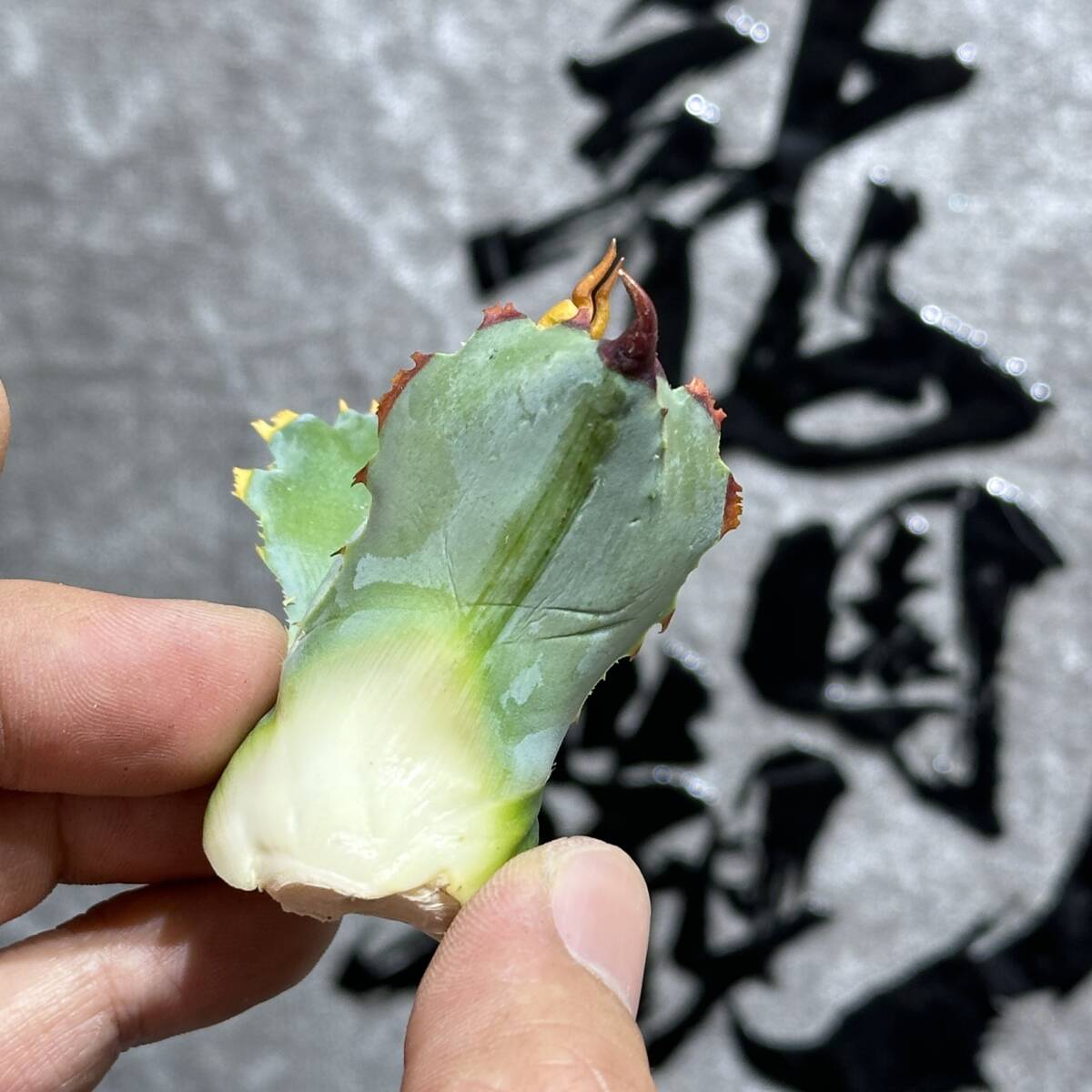 【龍園觀】①No.374 特選 アガベ 多肉植物 potatorum ‘Spawn' 超陽炎 極上子株 超希少！！_画像7