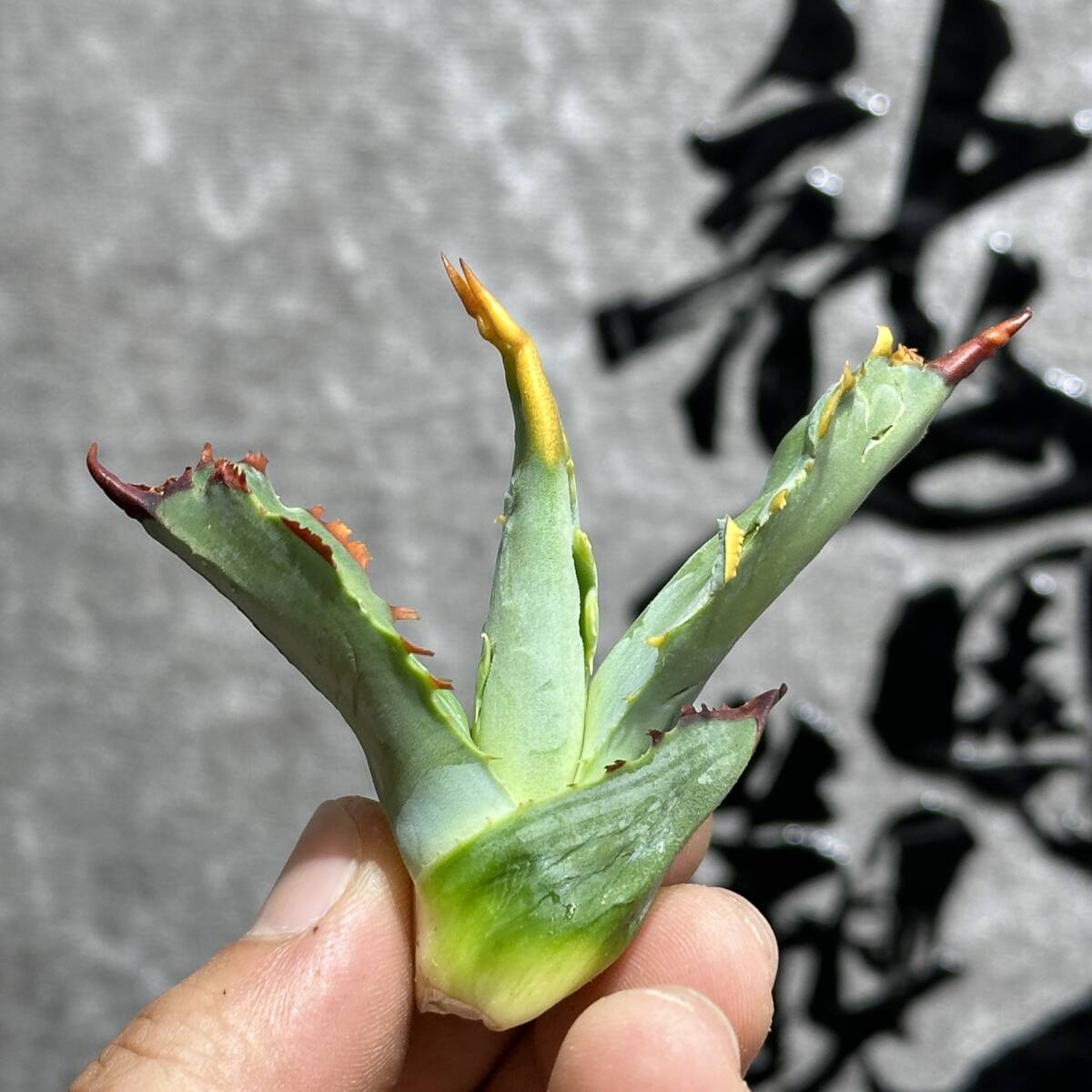 【龍園觀】①No.374 特選 アガベ 多肉植物 potatorum ‘Spawn' 超陽炎 極上子株 超希少！！の画像6