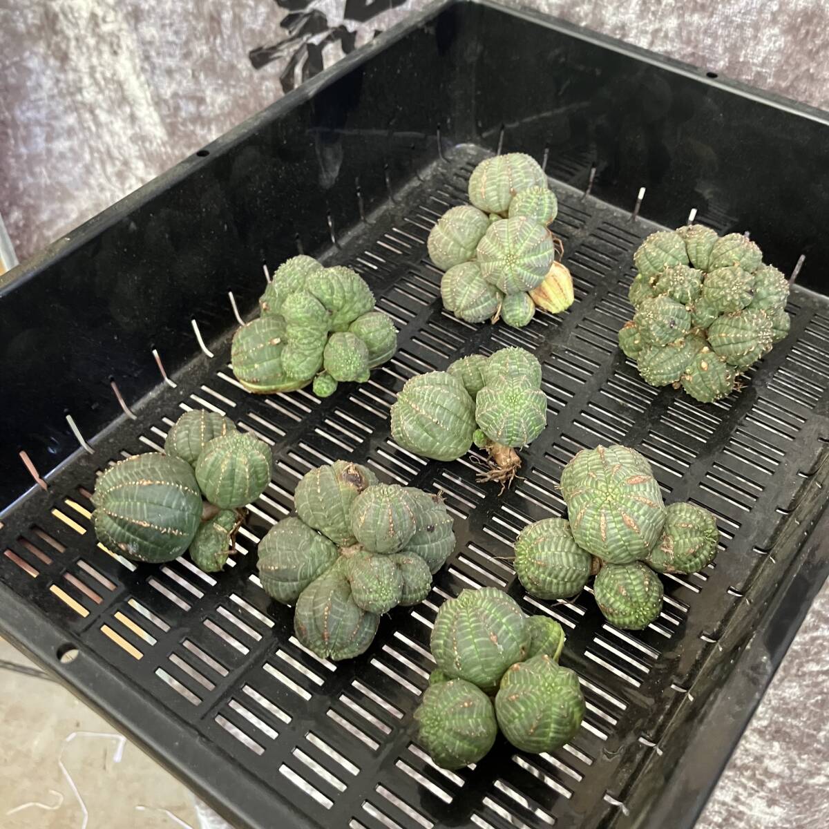 【龍園觀】①No.A33 多肉植物 塊根植物 Euphorbia obesa ユーフォルビア オベサ 群生株 8株_画像3