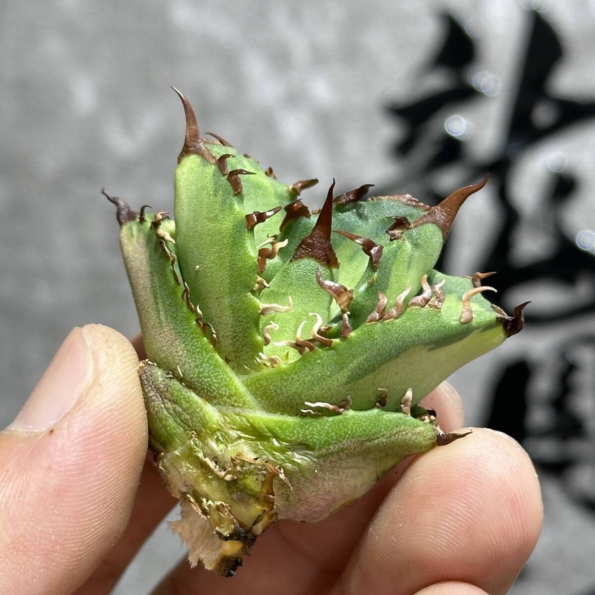 【龍園觀】①No.437 特選 アガベ 多肉植物 チタノタ 狂刺夕映 日蝕 強棘 極上株 包葉_画像7