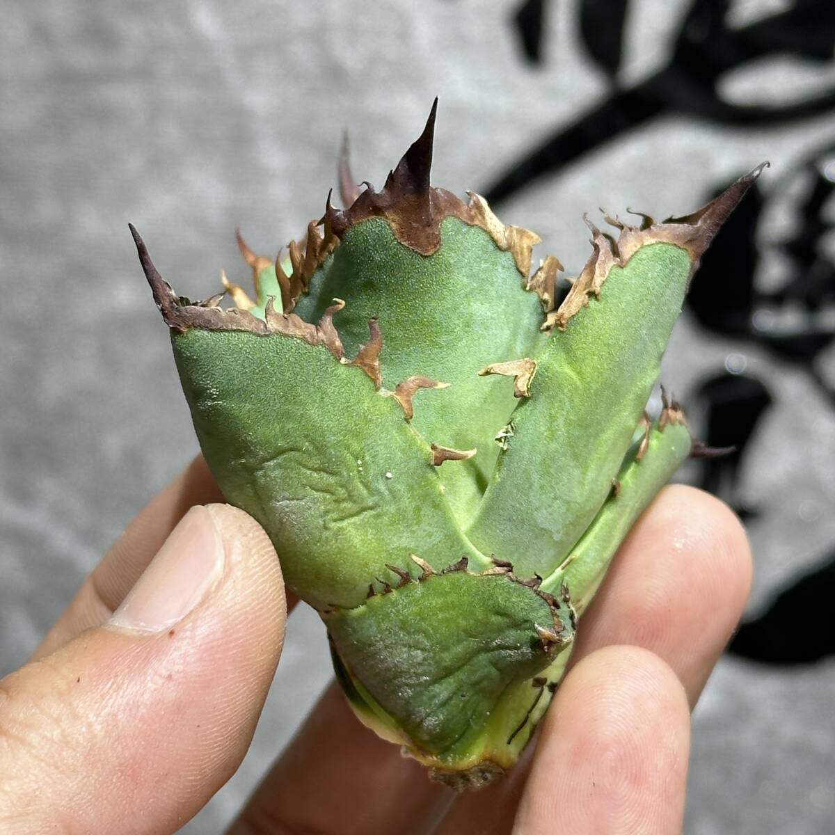 【龍園觀】①No. 446 特選 アガベ 多肉植物 チタノタ 鯊魚劍 強棘 極上美株 激レア！_画像2