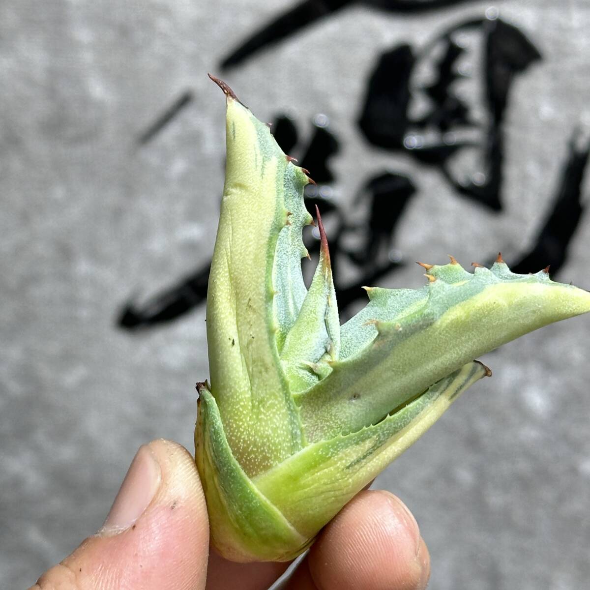 【龍園觀】①No.4108 特選 アガベ 多肉植物 フェロックス 黄覆輪 極上株 激レア！_画像6