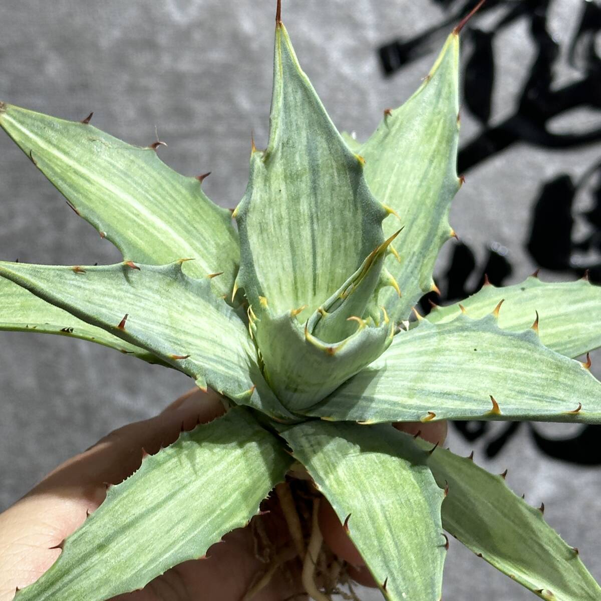 【龍園觀】①No.4114 特選 アガベ 多肉植物 シンプレックス "スノーデビル" Agave deserti v. simplex 'Variegata' Snow Devil_画像4