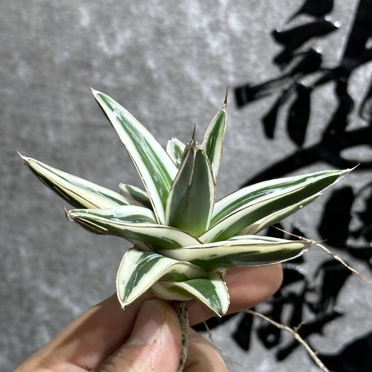 [ dragon ..]① No.A125 special selection agave succulent plant .. snow ice mountain finest quality . finest quality stock 