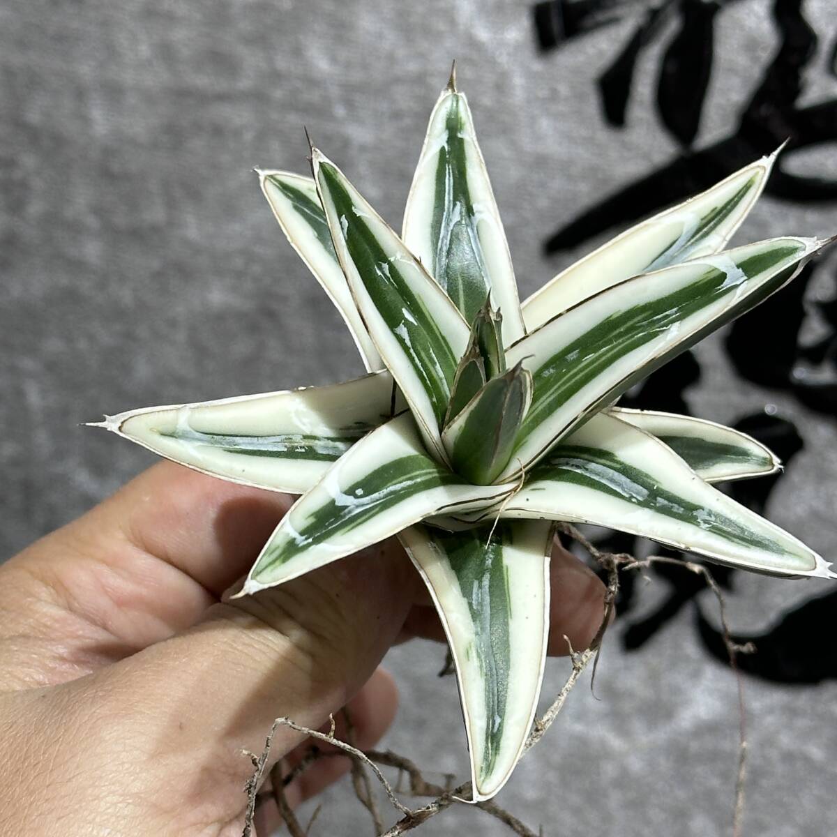 [ dragon ..]① No.A125 special selection agave succulent plant .. snow ice mountain finest quality . finest quality stock 