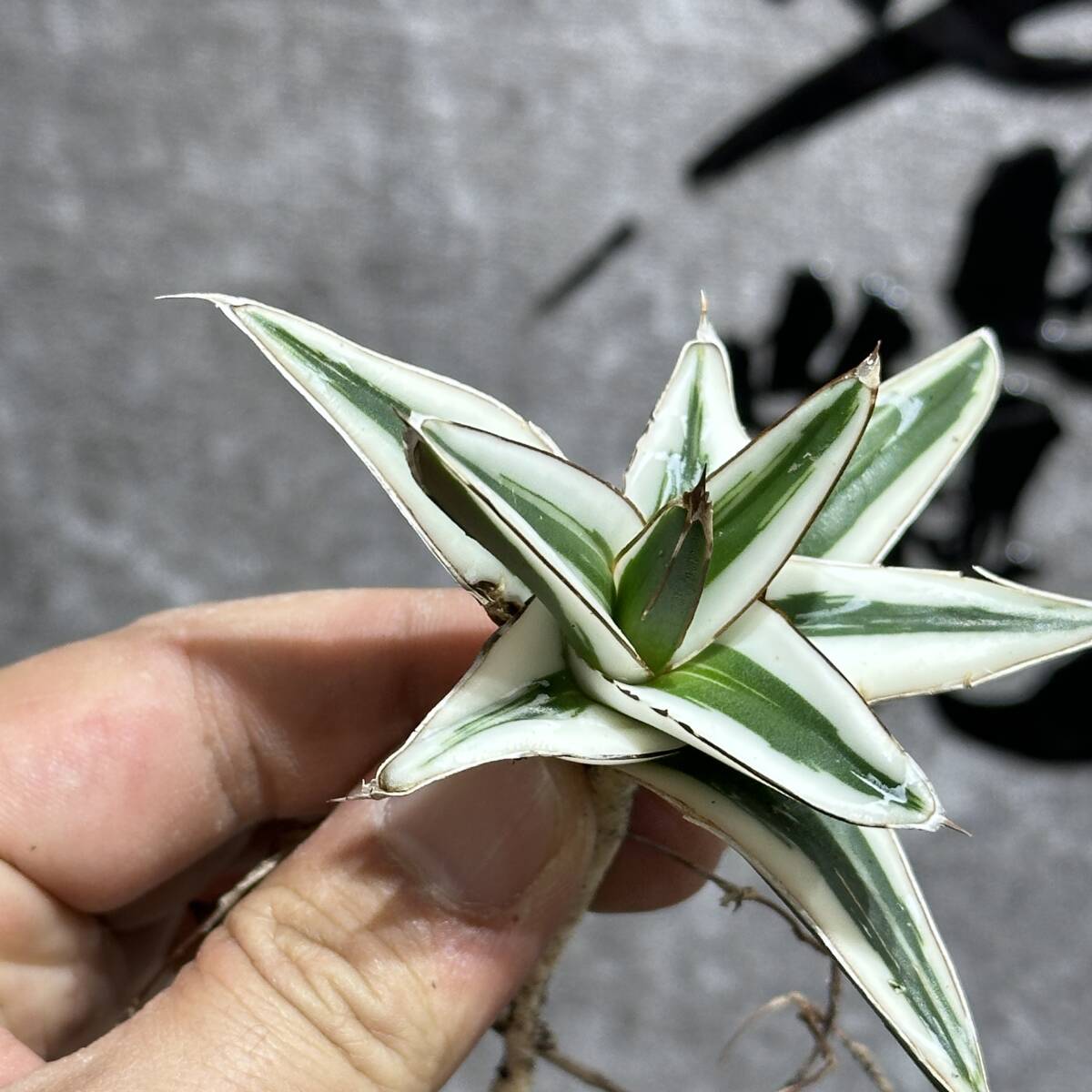 [ dragon ..]① No.A126 special selection agave succulent plant .. snow ice mountain finest quality . finest quality stock 