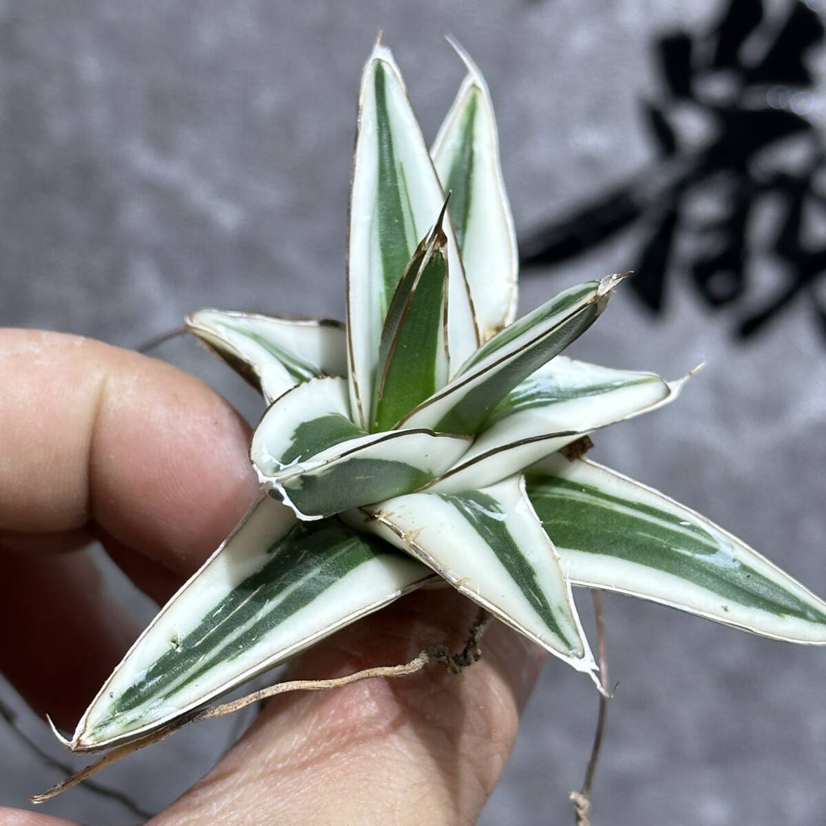 [ dragon ..]① No.A126 special selection agave succulent plant .. snow ice mountain finest quality . finest quality stock 