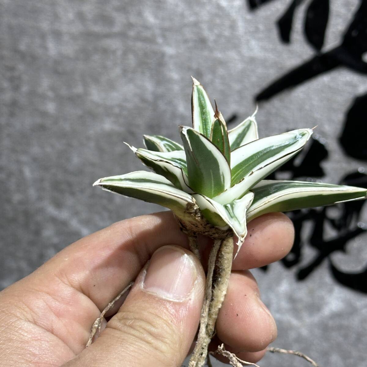 [ dragon ..]① No.A126 special selection agave succulent plant .. snow ice mountain finest quality . finest quality stock 