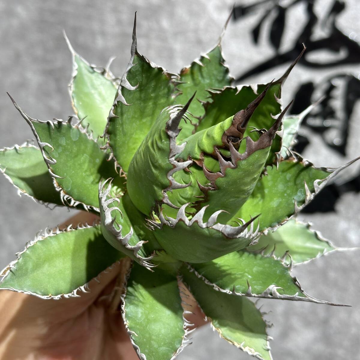[ dragon ..]①No.17 special selection agave succulent plant Hori da super a little over . finest quality stock 