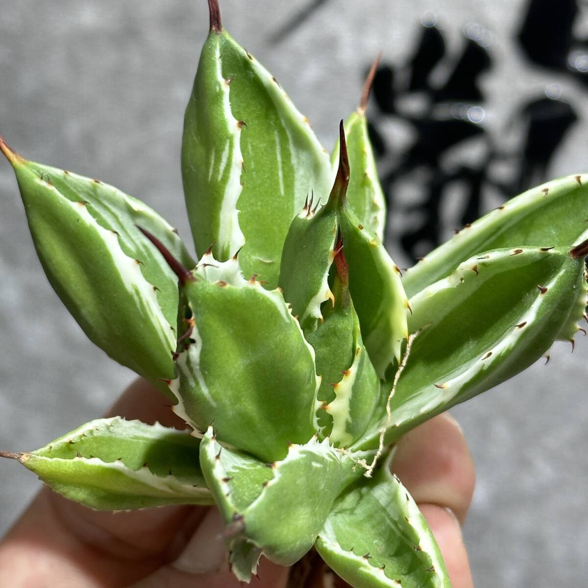 [ dragon ..]① No.152 special selection agave succulent plant Cubic white . wheel short leaf finest quality stock 