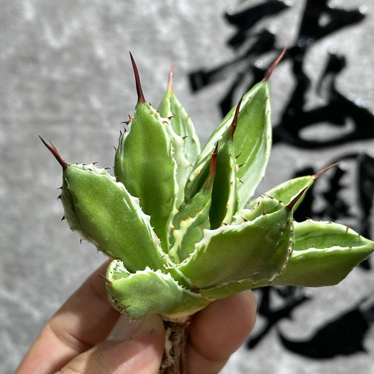 [ dragon ..]① No.152 special selection agave succulent plant Cubic white . wheel short leaf finest quality stock 