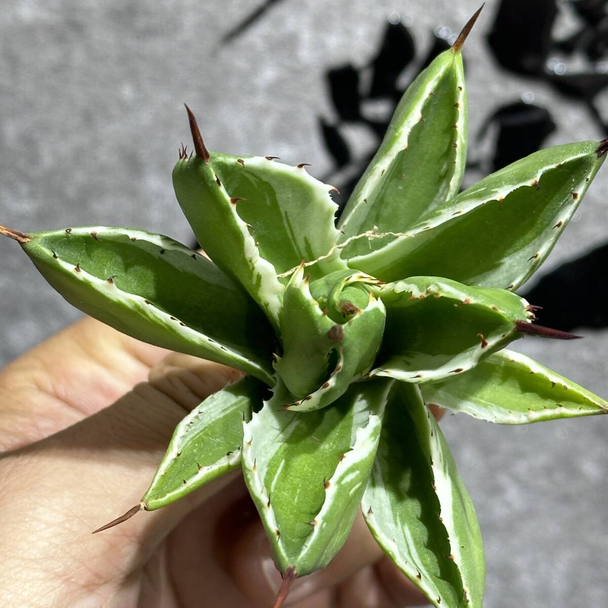 [ dragon ..]① No.152 special selection agave succulent plant Cubic white . wheel short leaf finest quality stock 