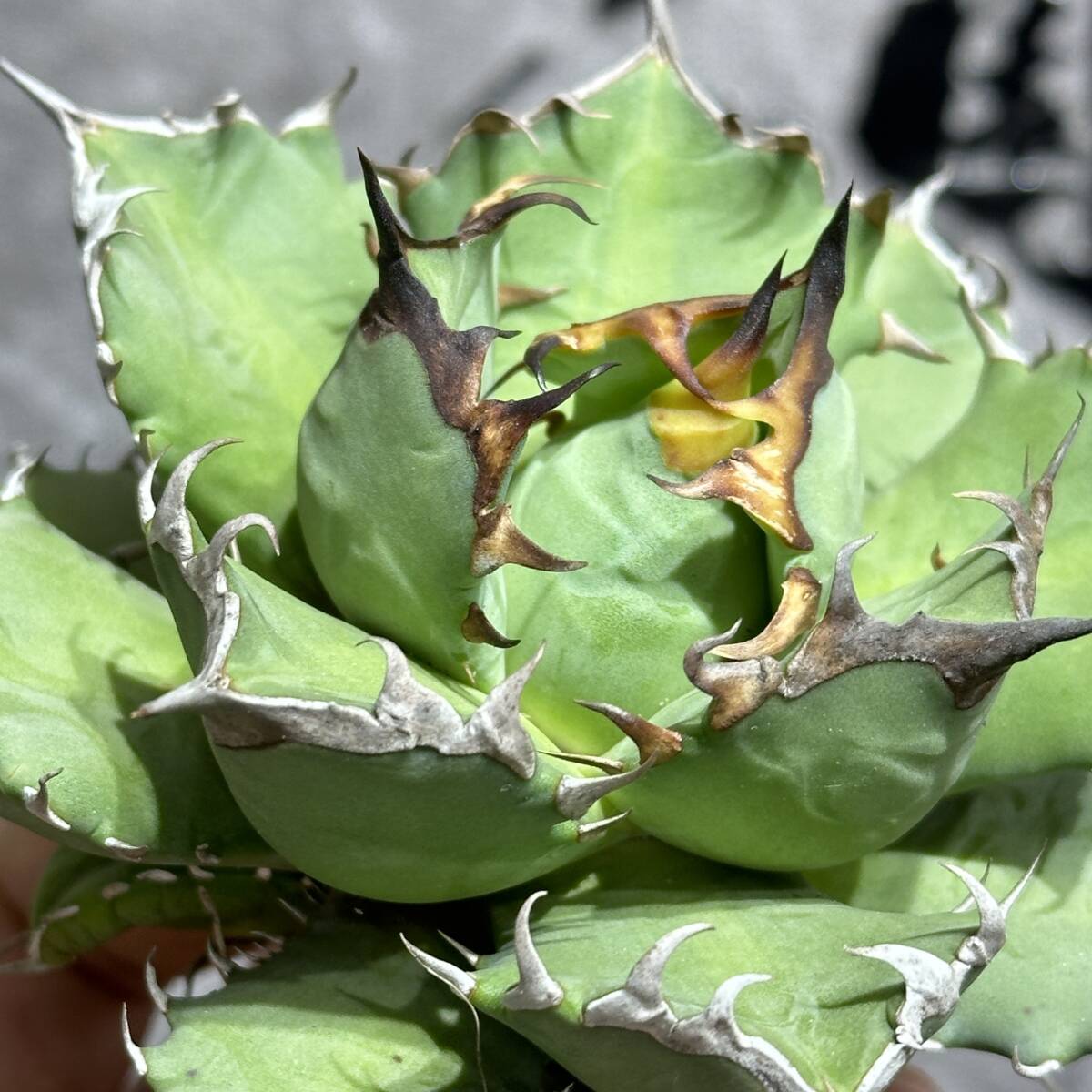 [ dragon ..]①No.164 special selection agave succulent plant chitanota.. dragon a little over . short leaf thickness leaf finest quality beautiful stock 