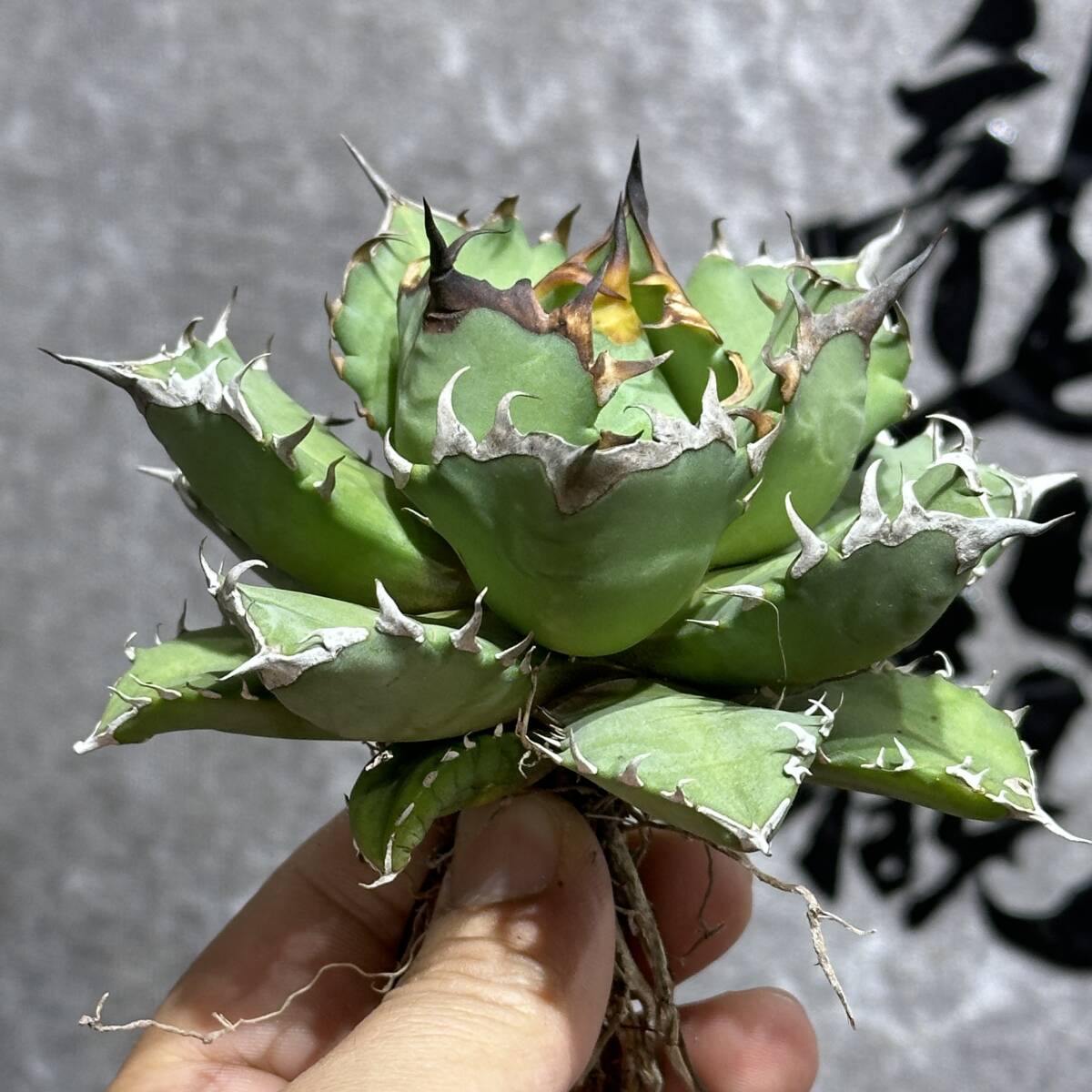 [ dragon ..]①No.164 special selection agave succulent plant chitanota.. dragon a little over . short leaf thickness leaf finest quality beautiful stock 