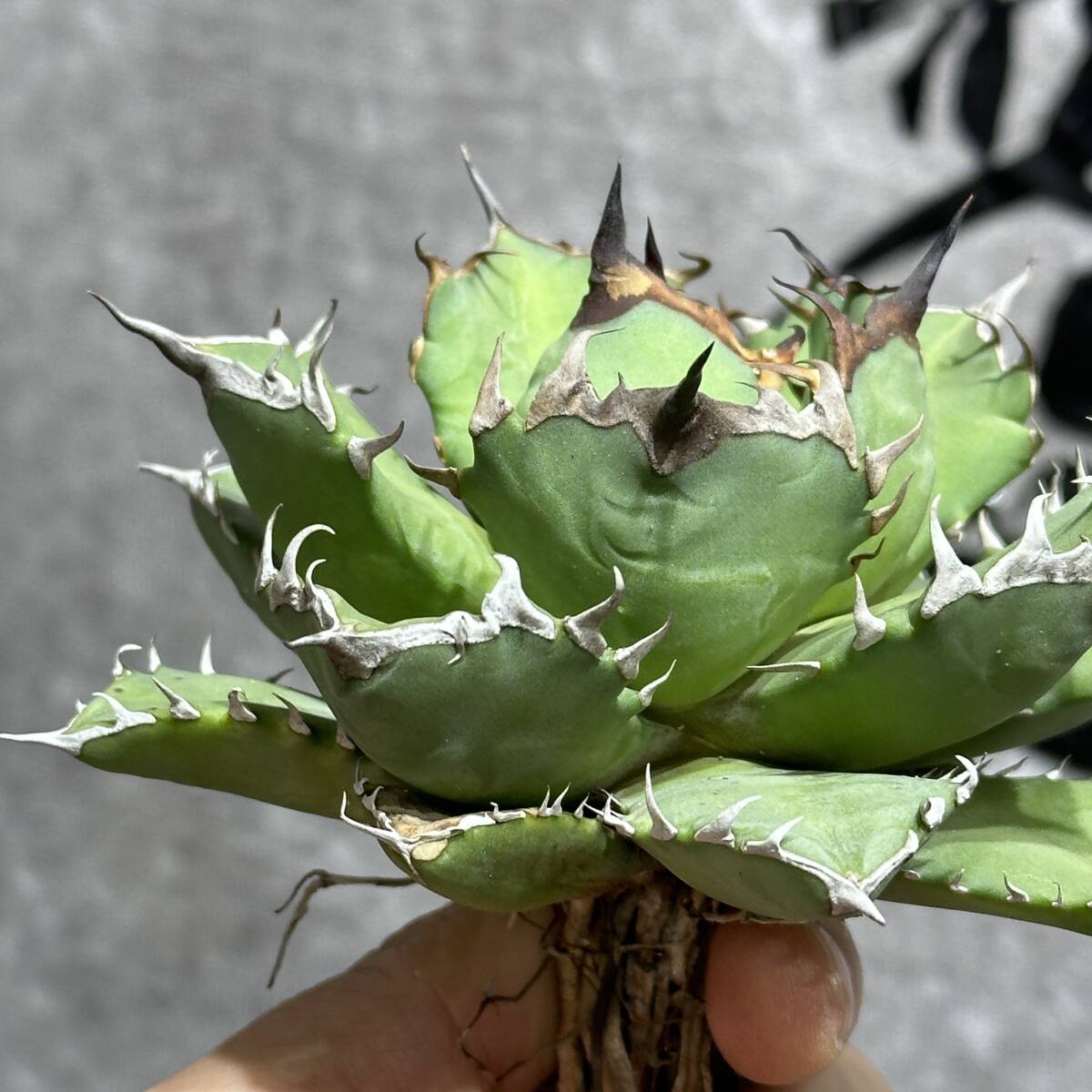 [ dragon ..]①No.164 special selection agave succulent plant chitanota.. dragon a little over . short leaf thickness leaf finest quality beautiful stock 
