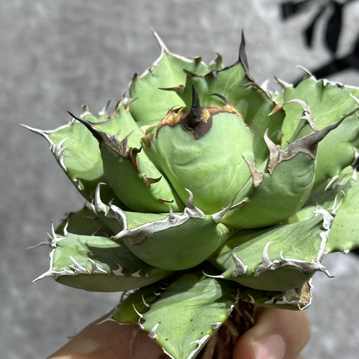 [ dragon ..]①No.164 special selection agave succulent plant chitanota.. dragon a little over . short leaf thickness leaf finest quality beautiful stock 