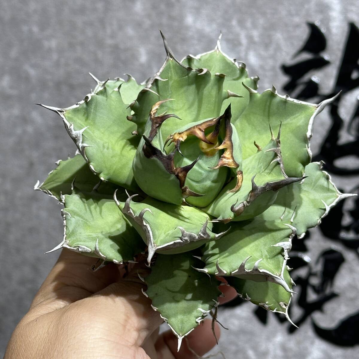 [ dragon ..]①No.164 special selection agave succulent plant chitanota.. dragon a little over . short leaf thickness leaf finest quality beautiful stock 