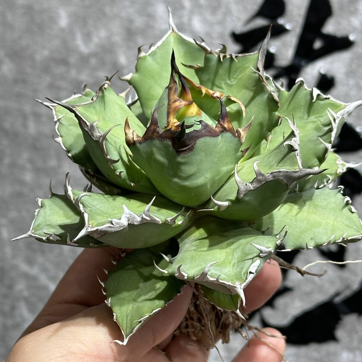 [ dragon ..]①No.164 special selection agave succulent plant chitanota.. dragon a little over . short leaf thickness leaf finest quality beautiful stock 