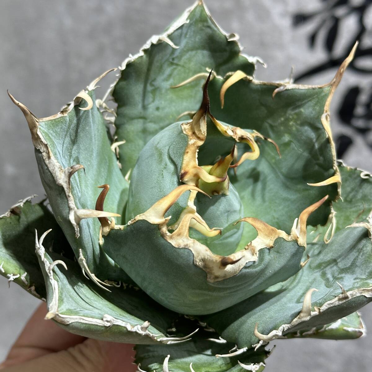 [ dragon ..]①No.186 special selection agave succulent plant chitanota white . a little over . finest quality stock 