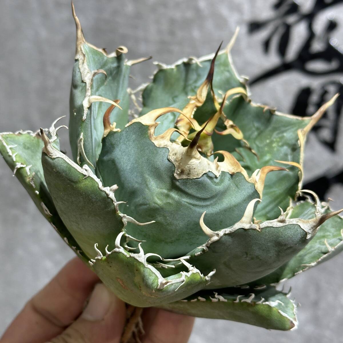 [ dragon ..]①No.186 special selection agave succulent plant chitanota white . a little over . finest quality stock 